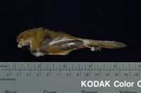 藏品(黃羽鸚嘴)的圖片